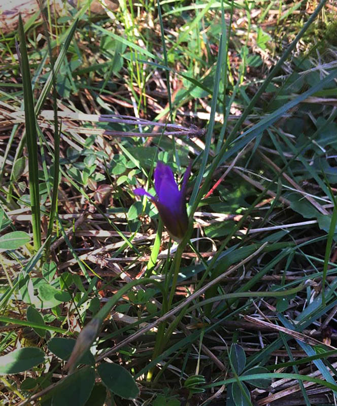 Romulea bulbocodium